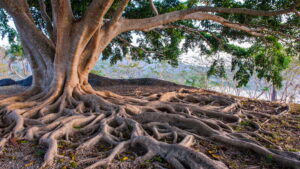 Primer plano de las raíces grandes, gruesas y profundas de un árbol robusto que se hunden con fuerza en la tierra, iluminadas por una luz natural cálida. Imagen simbólica que representa la importancia del sentido de pertenencia familiar como base sólida, refugio y fuente de identidad para el desarrollo de toda persona.